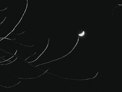 月与枝桠 / D539