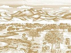 核桃园－品牌包装插画