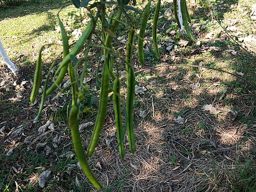 洋紫荆|摄影|产品摄影|莫竹荫_原创作品-站酷zcool