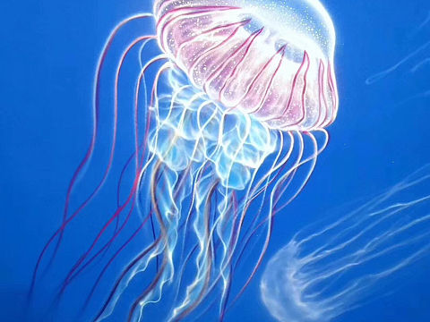 深海精灵