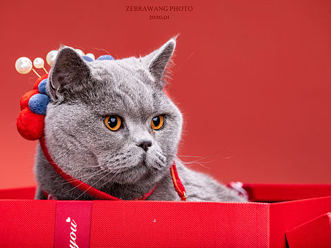 猫（个人主页-ZMzgyOTIzNjg=） - 宠物摄影 - 站酷设计师王斑马原创素材 - 站酷ZCOOL