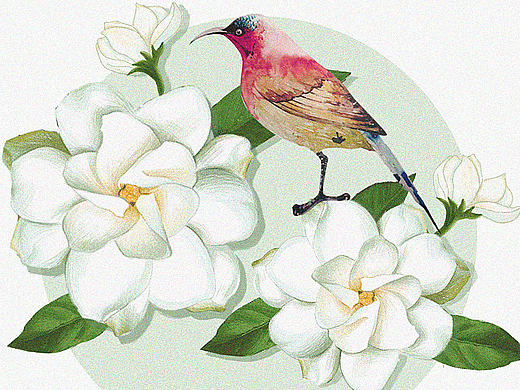 花茶瓶贴设计
