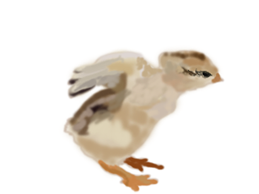 小雞（個人主頁-ZNTMyNTQ5ODA=） - 創(chuàng)作習作 - 站酷設(shè)計師Z66567294原創(chuàng)素材 - 站酷ZCOOL