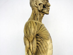CG从业人员必备的超酷艺用人体肌肉骨骼模型&nbsp;解剖结构手办&nbsp;组图