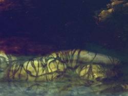 盗墓笔记 禁婆 概念图 气氛图