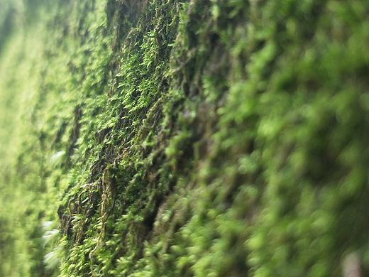 春苔（个人主页-ZMzUxNjc1OTY=） - 风光摄影 - 站酷设计师怡_在梅边原创素材 - 站酷ZCOOL