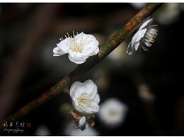 深夜探梅