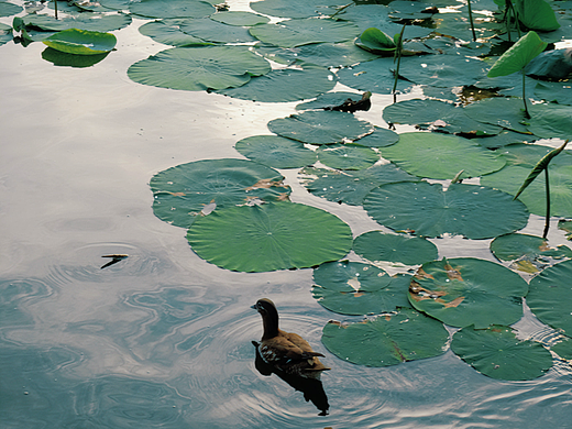 绿（个人主页-ZNjU3MzcwNTI=） - 风光摄影 - 站酷设计师CChillzz原创素材 - 站酷ZCOOL