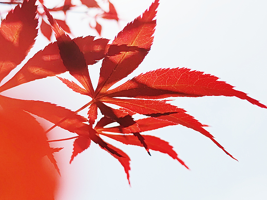 秋天的颜色—红色枫叶