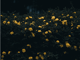 「發(fā)現(xiàn)美」記錄自然