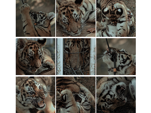 大猫-马家庄幼虎