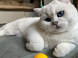 英短银点——胖丁