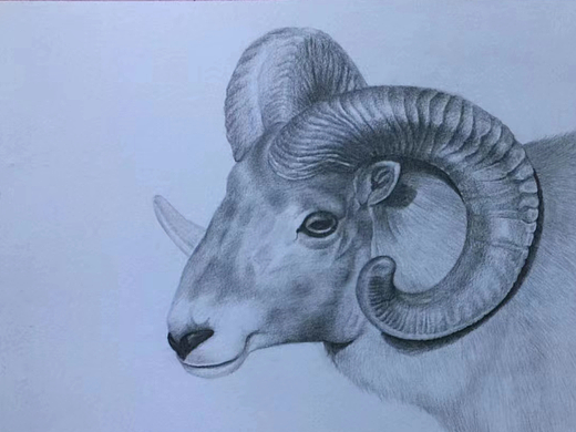 动物写实素描-羊