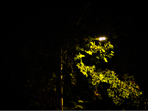 夜晚树影的灯光秀