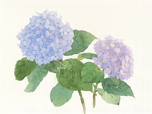 水彩手绘 绣球花无尽夏