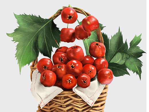 手繪靜物練習(xí) 山楂（個人主頁-ZNjI0NzM2NzY=） - 創(chuàng)作習(xí)作 - 站酷設(shè)計師喵了個喵zy原創(chuàng)素材 - 站酷ZCOOL