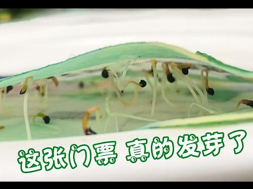 这张种子做的门票,真的发芽了(低碳绿色环保)