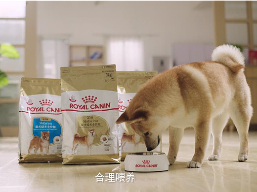 皇家狗粮广告片