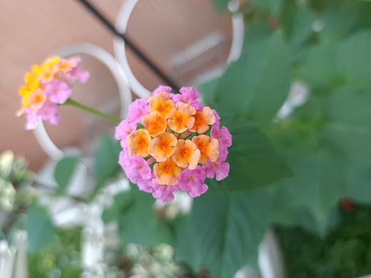 马缨丹开花