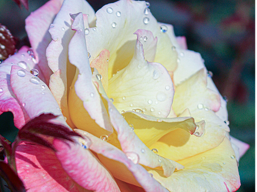 花慧世界（個人主頁-ZNjY4MjI2MDg=） - 風(fēng)光攝影 - 站酷設(shè)計師您名字正在加載中原創(chuàng)素材 - 站酷ZCOOL