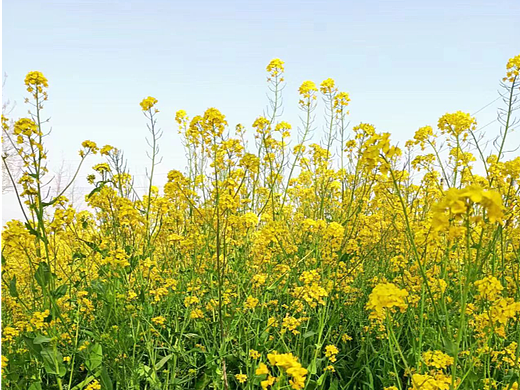 油菜花