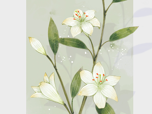 插画水彩花卉——百合花