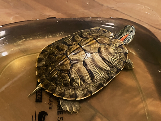 心心念念的“好养活”