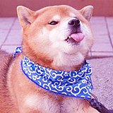 橙橙橙橙啊的头像