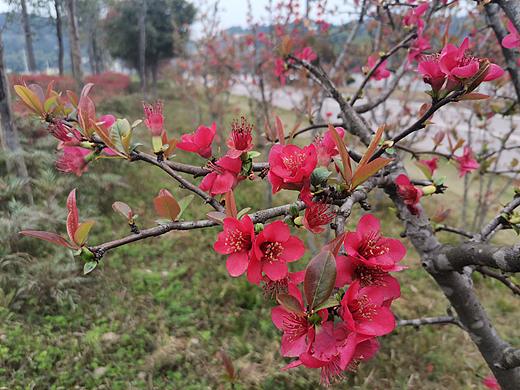 花之语:贴梗海棠