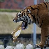 松果计划的头像
