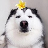 拥抱幸福的头像