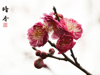 南京国际梅花节