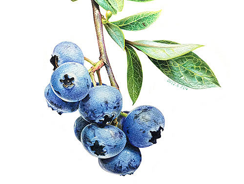 也是吃蓝莓的季节>_<。。。彩铅蓝莓