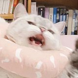 小棱音的头像