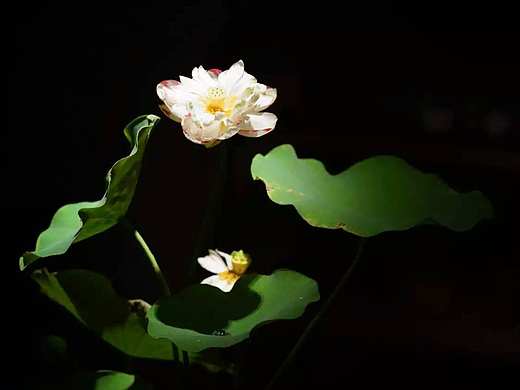 短暂辉煌过后,虽花败,但犹荣。