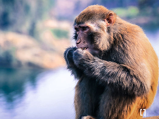 行走与记录——黑龙滩的灵长类动物