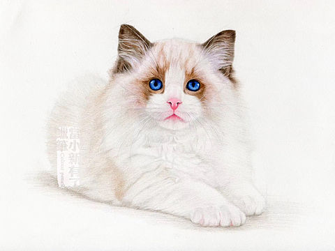 一组简单的猫咪