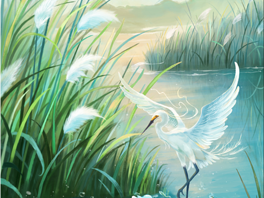 白鹭与芦苇                  