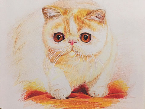 蜜汁加菲猫-彩铅画