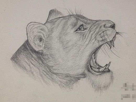 手绘_素描临摹狮头