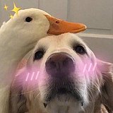 dpet的头像