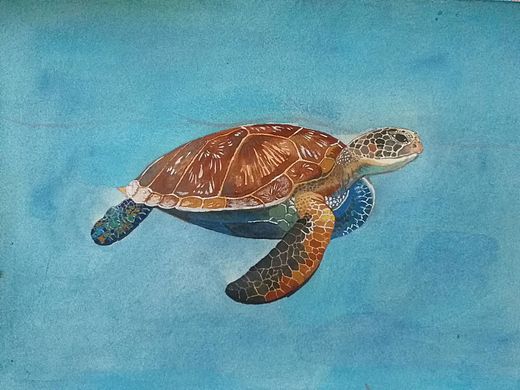 海龟