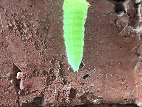 進(jìn)化（個(gè)人主頁(yè)-ZMzA0MzE2Mjg=） - 寵物攝影 - 站酷設(shè)計(jì)師我不是設(shè)計(jì)師X原創(chuàng)素材 - 站酷ZCOOL