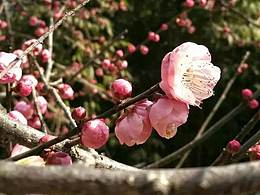 梅花開之修圖篇（工具軟件：snapspeed）