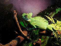 動(dòng)物園海洋館之行（個(gè)人主頁(yè)-ZMTQ3NDg=） - 風(fēng)光攝影 - 站酷設(shè)計(jì)師紫色透明原創(chuàng)素材 - 站酷ZCOOL