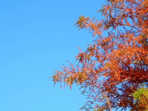 南黃古道——未紅的紅樹林（個人主頁-ZMjQ5NDM5NDA=） - 風(fēng)光攝影 - 站酷設(shè)計師0ooooyster原創(chuàng)素材 - 站酷ZCOOL