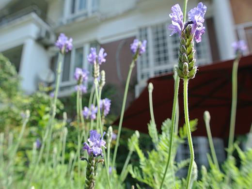 园区里的花花草草