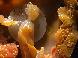 女子·花·蝴蝶 和 酒