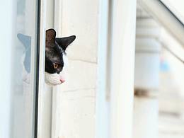 午后的猫