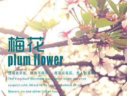 椛（個(gè)人主頁(yè)-ZMjA4NzM4MA==） - 風(fēng)光攝影 - 站酷設(shè)計(jì)師Sanji小伍原創(chuàng)素材 - 站酷ZCOOL